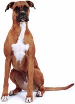 Ask a Vet with Dr. Jyl